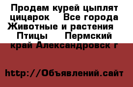 Продам курей цыплят,цицарок. - Все города Животные и растения » Птицы   . Пермский край,Александровск г.